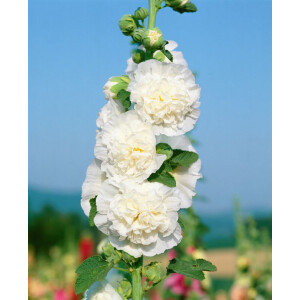 Alcea rosea Chater´s Double White