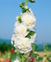 Alcea rosea Chater´s Double White