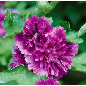 Alcea rosea Chater s Double Violet