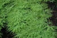 Adiantum pedatum