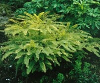 Adiantum pedatum