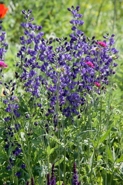 Blauer Eisenhut im Staudenbeet