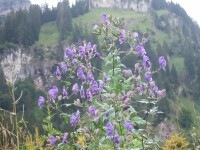 Aconitum napellus