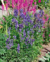 Aconitum napellus