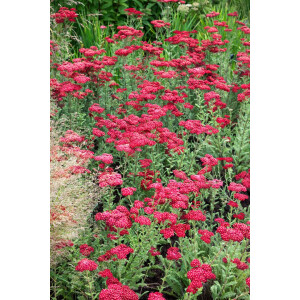 Achillea millefolium Red Velvet