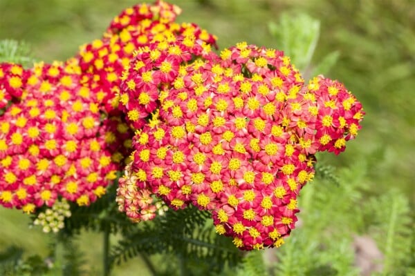 Achillea filipendulina Feuerland gelbe Blüten