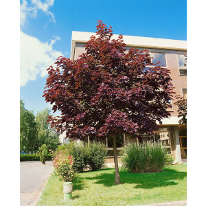 Acer platanoides Royal Red
