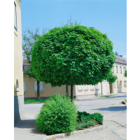 Acer platanoides Globosum