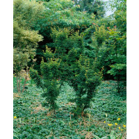 Acer palmatum Shishigashira