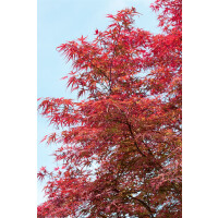 Acer palmatum Red Pygmy