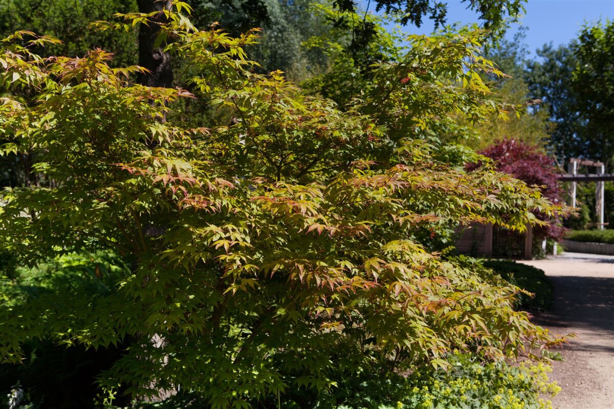 Acer Palmatum Osakazuki Pflanzen Fur Dich De 26 95