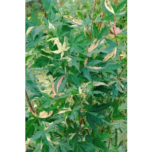 Acer palmatum Oridono-nishiki