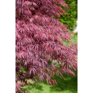 Acer palmatum Inaba-shidare