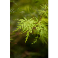 Acer palmatum Emerald Lace