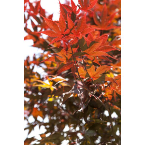 Acer palmatum Bloodgood