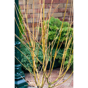 Acer palmatum Bi-Hoo
