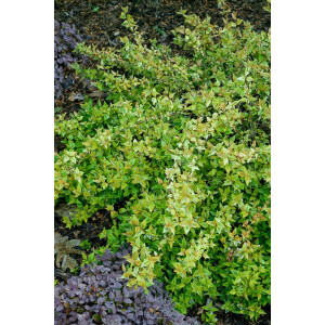 Abelia Kaleidoskope &reg; gelb gr&uuml;n panaschiert