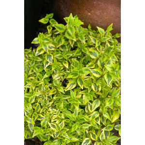 Abelia Kaleidoskope ® gelb grün panaschiert C 3 20-  30