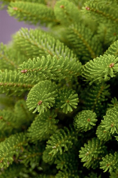 Abies koreana Molli C 7,5 30-  40