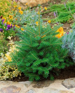 Abies koreana Molli C 7,5 30-  40