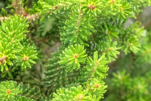 Abies koreana Molli C 7,5 30-  40