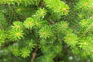 Abies koreana Molli C 7,5 30-  40