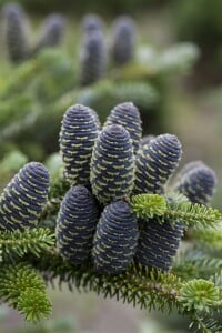 Abies koreana Blue Emperor 80- 100 cm