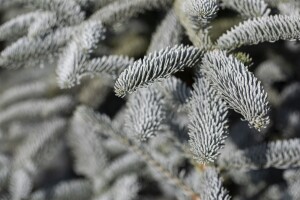 Abies procera Glauca 25- 30 cm