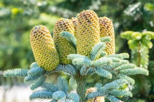 Abies procera Glauca 25- 30 cm