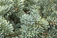 Abies procera Glauca 25- 30 cm