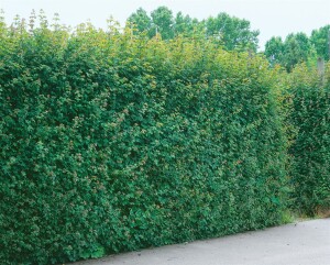 Acer campestre 100- 125 cm