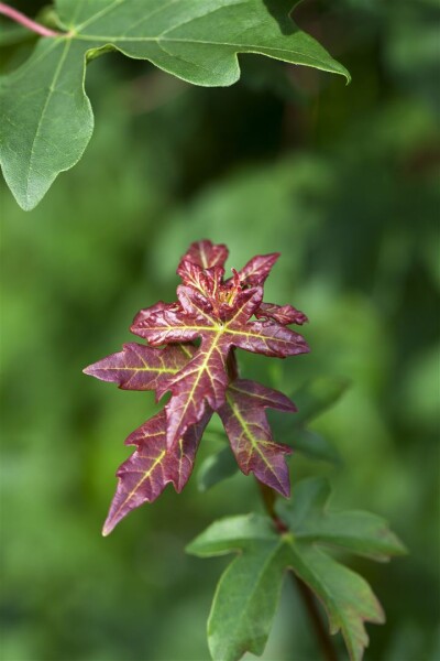 Acer campestre 60- 100 cm