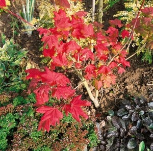 Acer campestre 60- 100 cm