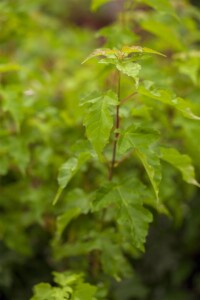 Acer ginnala 60- 100 cm