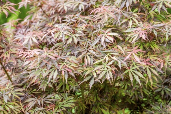 Acer palmatum  Jerre Schwartz  60- 100 cm