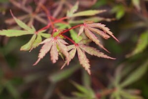 Acer palmatum  Jerre Schwartz  60- 100 cm