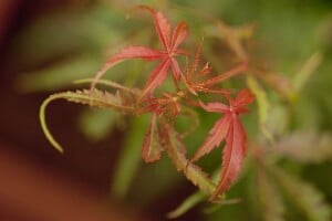 Acer palmatum  Jerre Schwartz  60- 100 cm