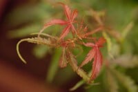 Acer palmatum  Jerre Schwartz  60- 100 cm