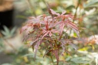 Acer palmatum  Jerre Schwartz  60- 100 cm