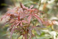 Acer palmatum  Jerre Schwartz  60- 100 cm