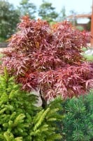 Acer palmatum  Jerre Schwartz  60- 100 cm