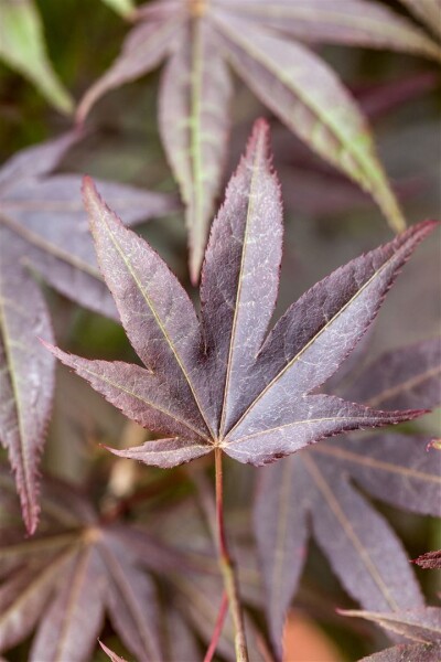 Acer palmatum Atropurpureum 150- 175 cm