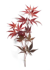 Acer palmatum Atropurpureum 150- 175 cm