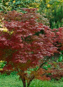 Acer palmatum Atropurpureum 150- 175 cm