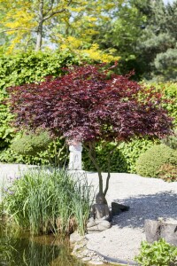 Acer palmatum Atropurpureum 150- 175 cm