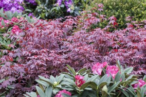 Acer palmatum Atropurpureum 150- 175 cm