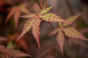 Acer palmatum Atropurpureum 150- 175 cm