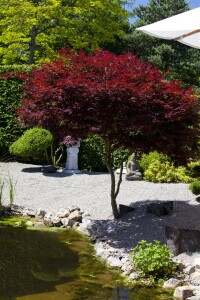 Acer palmatum Atropurpureum 150- 175 cm