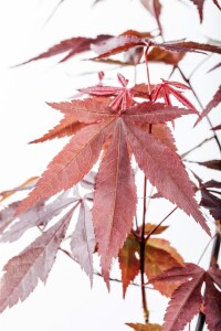 Acer palmatum Atropurpureum 150- 175 cm