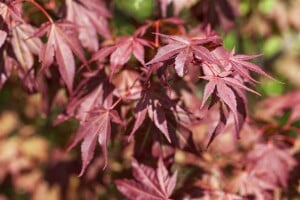 Acer palmatum Atropurpureum 150- 175 cm